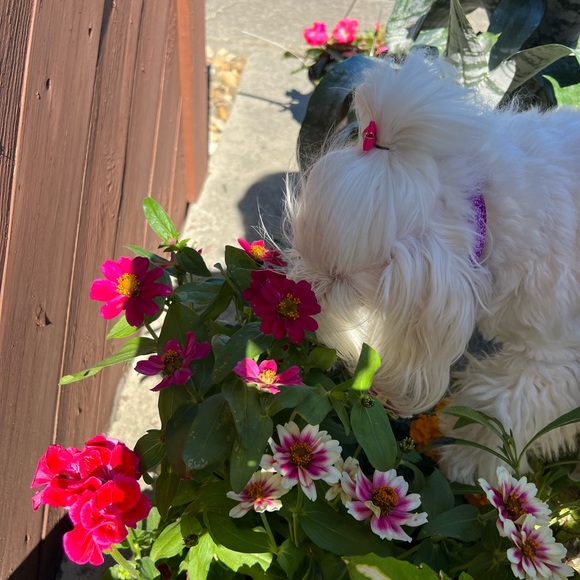 Meet your Posher, Kala - Picture 7 of 11